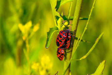 Beetle soldier on the plant the moment of reproduction