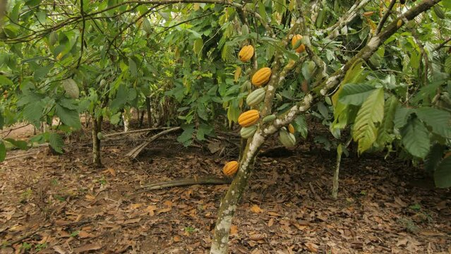 Fresh and ripe pods on a cocoa tree in a cocoa field, in Ivory Coast