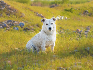 Dog breed Jack Russell Terrier in nature in the wild