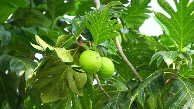 Breadfruit (Artocarpus altilis) on the tree. Breadfruit can be eaten once cooked, or can be further processed into a variety of other foods