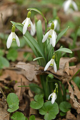 Spring. Galanthus elwesii (Elwes's snowdrop, greater snowdrop) in April