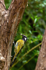 White eared bird with grub in beak perching on a tree