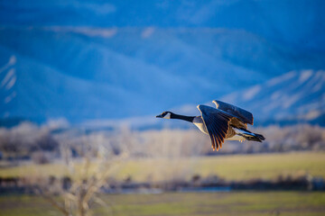 goose in flight