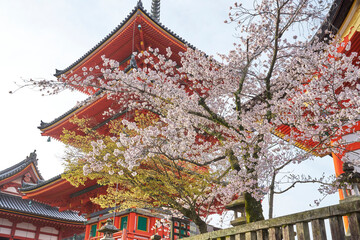 Fototapeta premium 清水寺と桜