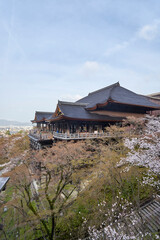 Naklejka premium 清水寺と桜