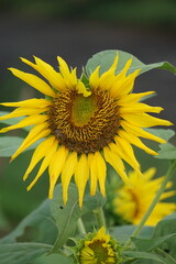 Obraz premium Sunflower (Also called Helianthus annuus, bunga matahari) on the tree. Helianthus annuus is derived from the Greek Helios 'sun' and anthos 'flower', while the epithet annuus means 'annual' in Latin.