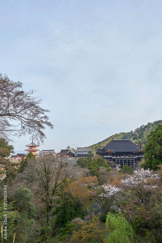 Canvas Prints 清水寺と桜