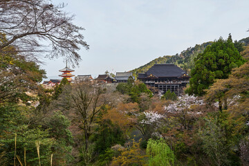 清水寺と桜