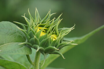 Sunflower (Also called Helianthus annuus, bunga matahari) on the tree. Helianthus annuus is derived from the Greek Helios 'sun' and anthos 'flower', while the epithet annuus means 'annual' in Latin.