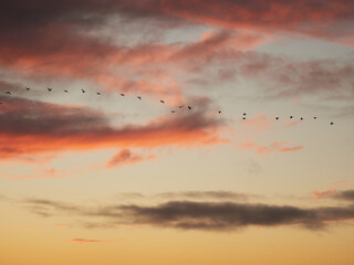 sunset in the clouds with birds