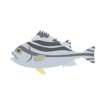 コトヒキ。フラットなベクターイラスト。
Creacent-banded tigerfish. Flat designed vector illustration.