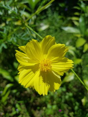 yellow flowers in the garden