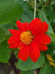 red and yellow flower
