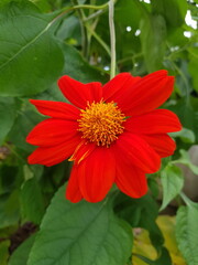red and yellow flower