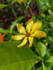 yellow flower in the park