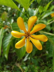 yellow flower on a green background