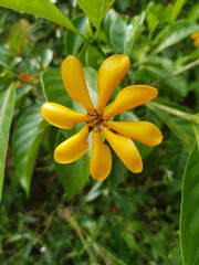 yellow flower in the garden