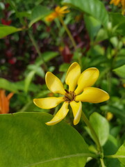 yellow frangipani flower
