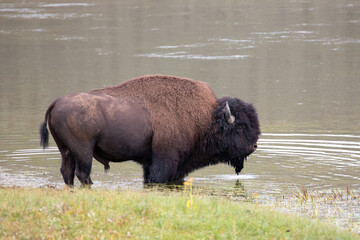 Bison Buffalo bull standing in Yellowstone River in Hayden Valley in Yellowstone National Park United States - obrazy, fototapety, plakaty