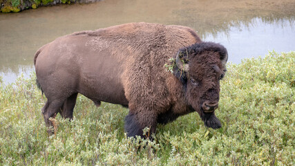 American Bison Buffalo bull next to Elk Antler Creek in Hayden Valley in Yellowstone National Park United States