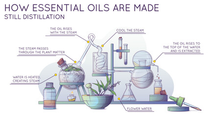 Technological production of essential oil and flower water. Infographic banner. Steam distillation apparatus. Vector illustration of making tea tree oil in a chemical laboratory. 