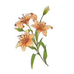 Vector bouquet of lily flowers. Bright illustration of lillies for romantic events design, card, poster, banner, flower shop decoration. - obrazy, fototapety, plakaty