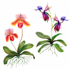 tropical orchid in watercolor and colored pencils