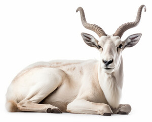 Obraz premium photo of addax antelope isolated on white background. Generative AI