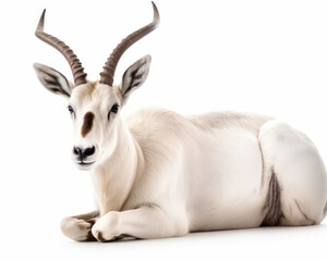photo of addax antelope isolated on white background. Generative AI