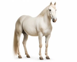 Naklejka na ściany i meble photo of Albino horse isolated on white background. Generative AI