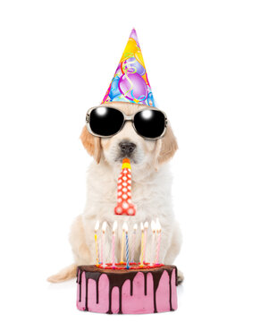 Golden retriever puppy wearing party cap and sunglasses sits with birthday cake and blows in party horn. isolated on white background