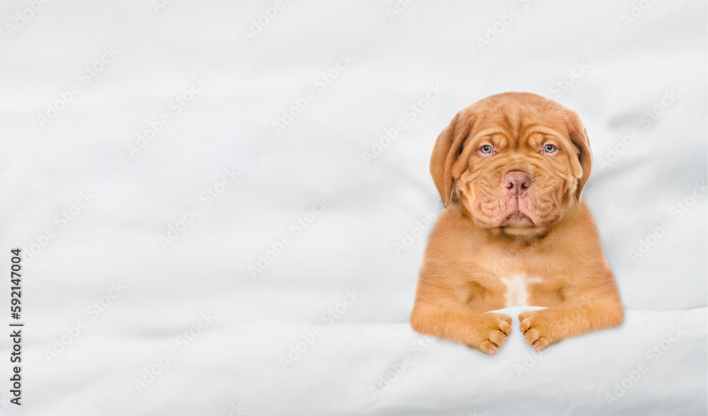 Poster unhappy mastiff puppy lying under white blanket on a bed at home before bedtime. top down view. empt