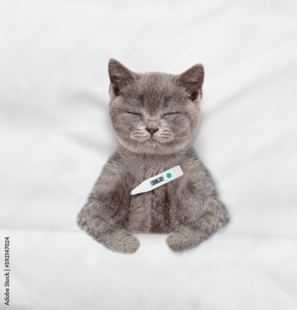 Poster cozy kitten sleeps with thermometer under blanket on a bed at home. top down view
