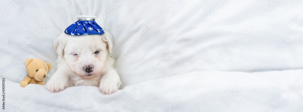 Poster sick bichon frise puppy sleeps under white blanket on a bed at home with toy bear. top down view. em