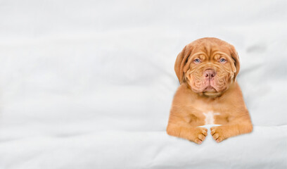 Unhappy Mastiff puppy lying under white blanket on a bed at home before bedtime. Top down view....