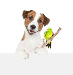 Frindly Jack russell terrier holds stick with parrot in it paw above empty white banner. isolated...