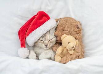 Cute tiny Toy Poodle puppy wearing red santa hat hugs tabby kitten under white warm blanket on a...