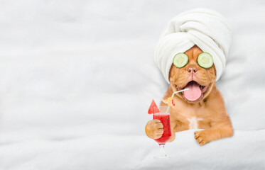 Funny Mastiff puppy with towel on it head and with a pieces of cucumber on it eyes holds watermelon cocktail and relaxing on the bed at home. Top down view. Empty space for text