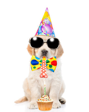 Golden retriever puppy wearing sunglasses, tie bow and party cap sits with birthday cupcake and blows in party horn. isolated on white background