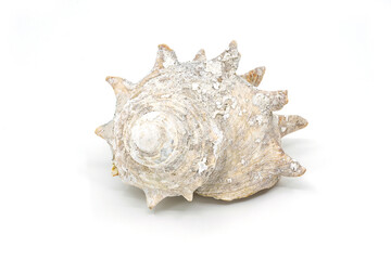 흰색 배경에 제주도에서 자란 흰색 소라 껍데기