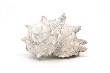 흰색 배경에 제주도에서 자란 흰색 뿔소라 껍질