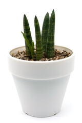 흰색 화분에 분갈이 된 작은 스튜키와 돌