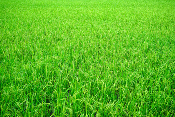 The rice sprouts are sprouting like soft grains looks beautiful in the whole field.                               