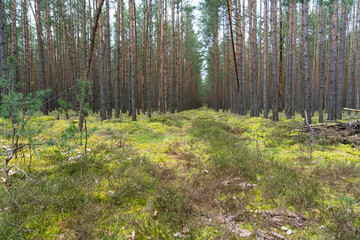 Kiefernwald auf Binnendüne in der Oberlausitzer Heide- und Teichlandschaft 4