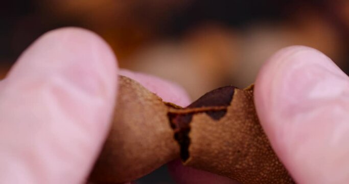 rotate a fresh tamarind fruit with your hand while cooking, a close-up of a tamarind in the kitchen