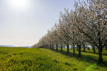 Bl&uuml;hende Apfelb&auml;ume, Landwirtschaft, Fr&uuml;hling, Sonne, Bl&uuml;te, Natur, M&auml;rz, Ostern