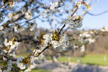 Blühende Apfelbäume, Landwirtschaft, Frühling, Sonne, Blüte, Natur, März, Ostern