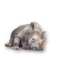 Watercolor painting of a lazy rhino, watercolor rhino sleeping on white background.