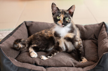 Cute tricolor domestic cat lies on a lounger