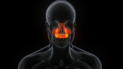 3D Illustration of Human Skeleton System Skull Bone Parts Maxilla Anatomy  © PIC4U